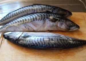 fresh mackerel